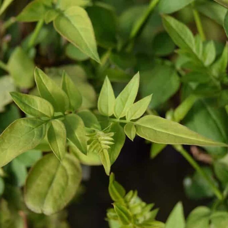 Jasminum officinale f. affine 60-80 cm